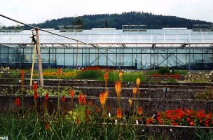 Staudengärtnerei 1996